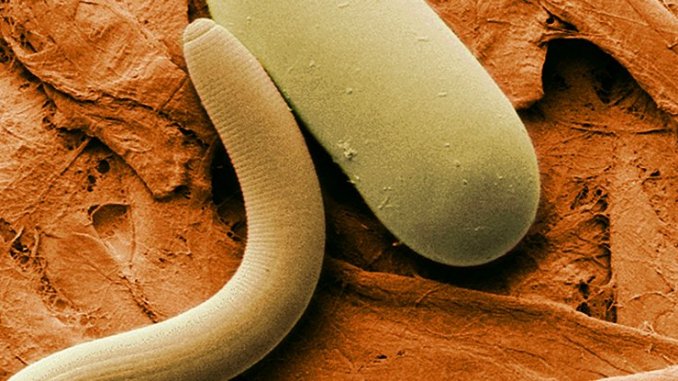 https://tomorrowsci.com/wp-content/uploads/2018/08/Soybean_cyst_nematode_and_egg_web_1024-678x381.jpg