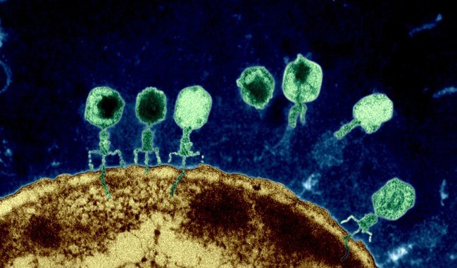 https://tomorrowsci.com/wp-content/uploads/2019/01/Twilley-phages-649x381.jpg