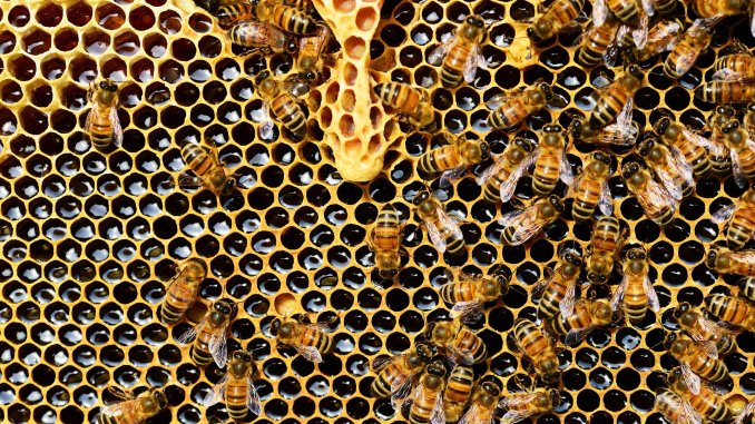 https://tomorrowsci.com/wp-content/uploads/2019/02/beehive-337695_1920-678x381.jpg