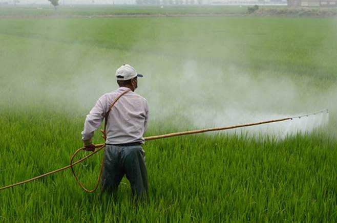 Herbicide, Avignon, In Rice Field