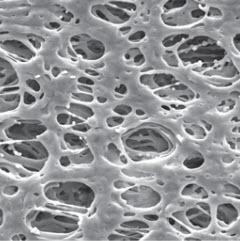 Millipore Express PLUS PES Membrane